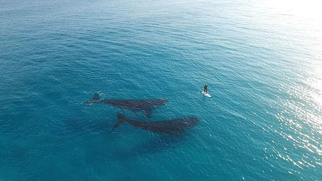 『图集』徜徉自由深海的鲸鱼 - 新摄影