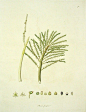 1775年的植物手绘图谱。 ​​​​