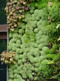 Mur végétal de Patrick Blanc au Musée du Quai Branly, Paris 7e (75)