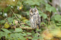 长耳鸮 Asio otus 鸮形目 鸱鸮科 长耳鸮属
Portrait of Long-eared Owl (Asio otus) in Autumn, Bavarian Forest National Park, Bavaria, Germany by Radius Images on 500px