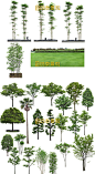 园林景观设计PSD分层树木花草植物立面图效果图PS后期绿化植物库-淘宝网