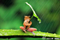 在印度尼西亚一只树蛙被拍到抱着树叶躲雨，摄影师表示这只树蛙抱了半小时才撒手~