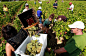 2012年9月4日，在法国波尔多附近Pessac-Leognan的葡萄丰收时节里，工人们在著名的布里翁庄园的葡萄园中采摘白葡萄，其是格拉芙葡萄酒的主要原材料。