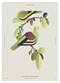 Beauty of birds : Beauty of birdsFirst set of illustrations for my bird project which are inspired by old, natural history books & antique prints. The description includes name of a species, family, order, conservation status and number within the fam