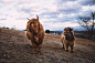 Photograph Longhair Buffalo by Adam Bellefeuil on 500px