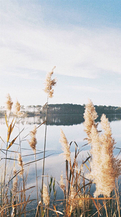 Sun在花瓣采集到背景