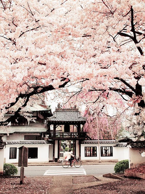 仙台, 松音寺的樱花 