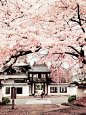 Sendai 仙台, Miyagi prefecture 宮城県, Japan. Cherry Blossoms of Shouonji temple, 松音寺の桜. Copyright from pon-ko flickr feed.