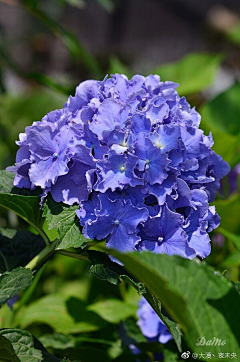 晴空雨々采集到花顏错