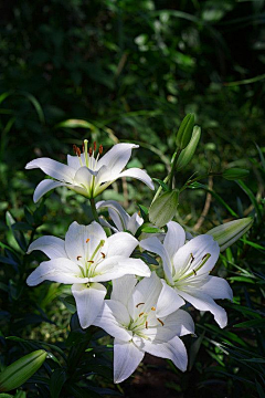 顾眠采集到花卉/植物/其他