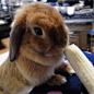 兔兔吃香蕉