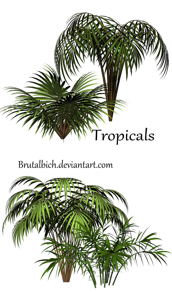 Tropicals by brutalb...