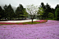 北海道芝桜公園-IQBBS.COM