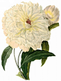 国外手绘植物花朵大全图片 
尺寸：1667x2200 
图片编号：11104-299090