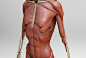 Anatomy_muscles, Salman Rahman Antar : Based on UArtys "ARTISTIC ANATOMY IN ZBRUSH" by Ryan Kingslien