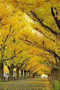 The ginko avenue in Jingu, Tokyo, Japan    Photo by  Shinichiro Saka