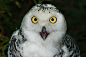 Snowy Owl by Branko Frelih on 500px