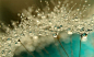 【蒲公英上的露珠很漂亮，英国摄影师 Sharon Johnstone 微距拍摄的蒲公英上的小水滴，晶莹剔透。 】水滴，蒲公英，snowandsnow的嗡嗡 - 蚂蜂窝