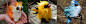 Legendary Bird Trio Pokemon by DLChart