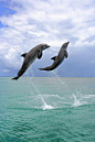 Two dolphins leaping