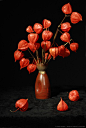 Chinese Lantern Flowers 