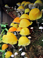 best-window-displays_anthropologie_2013_fall_mushroom_03