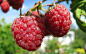 General 1920x1200 food raspberries fruit macro