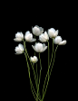 Anemone canadensis | Flowers | Pinterest