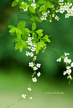 Julietyu采集到花开花落