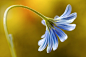 【高清图片】色彩构图极为出色 可做壁纸的花卉摄影 第20页 -ZOL数码影像