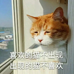 浅巷墨漓彡采集到橘猫