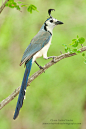 fairy-wren:

(via 500px / White-throated Magpie-Jay by Juan Carlos Vindas)
