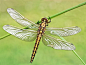 薄翅蜻蜓3476
shiny wings by Hermann Dolles on 500px