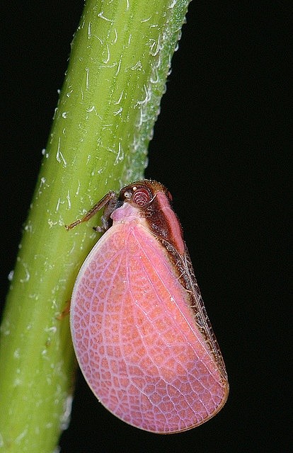 Pink leafhopper