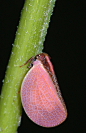 Pink leafhopper