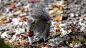 A squirrel picks up a conker beneath trees in London