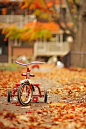 秋天 落叶 自行车