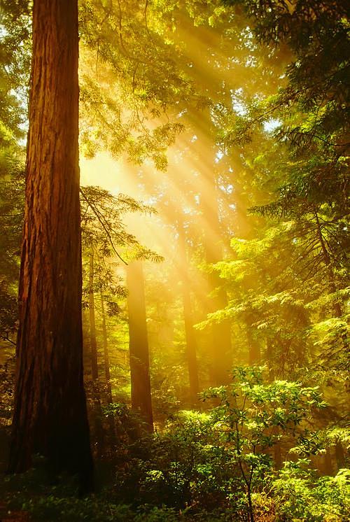 森林，阳光。
