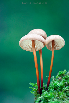 鸡蟹师采集到Mushroom