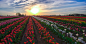 Fireball Over The Wooden Shoe Tulip Farm by Adrian Blair on 500px