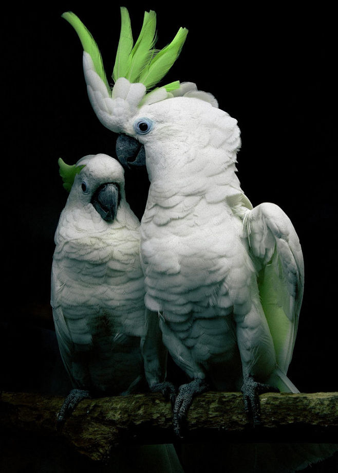 葵花凤头鹦鹉 是澳洲常见的鹦鹉，聪明美丽...
