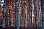 森林与秋天的颜色