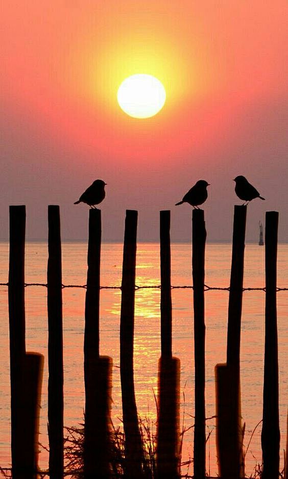 birds at the beach