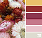 straw flower hues