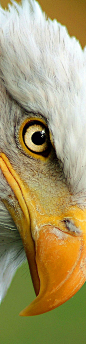 **Eye of the Eagle: 