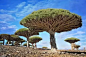 龙血树——也门索科特拉岛