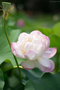 月光漫过珍珠的夏采集到花开不夏