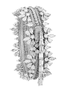 Diamond Zip Bracelet - converts to necklace - Van Cleef & Arpels
