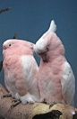 Pretty Major Mitchell cockatoos- beautiful