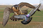 追与逃游隼与鸽子的生死时速
Peregrine Falcon and Pigeon by Cihan Oz on 500px
